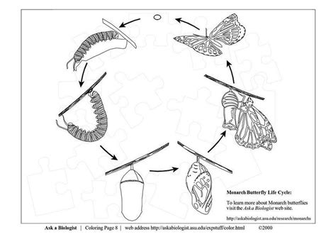 coloring page butterfly cycle  printable coloring pages img