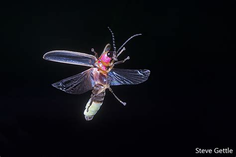 firefly  flight steve gettle nature photography