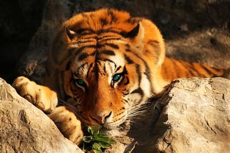 tiger by lordmeltdown d154zxf dancingstars 8d flickr