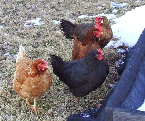pets  benefits introducing  chickens   existing flock part