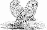 Owl Coloring Pages Kids Printable Owls Colouring Bestcoloringpagesforkids sketch template