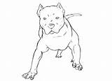 Pitbull Coloring Bull Pit Pages Printable Dog Drawing Pitbulls Cute Animals Blue Nose Puppy Print Popular Cat Coloringhome Choose Board sketch template