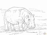 Hippo Ippopotamo Hippopotamus Pygmy Hippopotames Stampare Dentistmitcham Onlinecoloringpages sketch template
