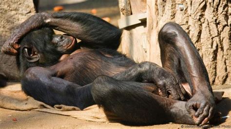 bbc earth do bonobos really spend all their time having sex