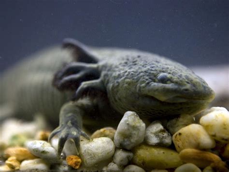 axolotl   mexico city lake  scientists feared   survived  captivity