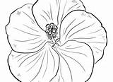 Hibiscus Coloring Pages Plants Flowers Printable sketch template
