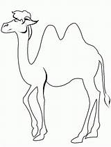 Camel Coloring Color Pages Printable Popular Kids sketch template