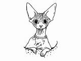 Sphynx Canadian Novakovic Ana Yellowimages sketch template