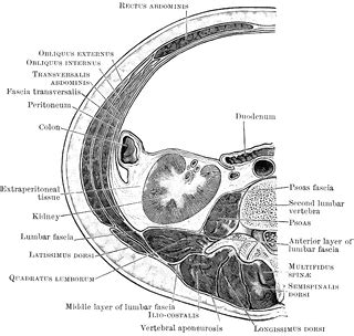 transverse section  clipart