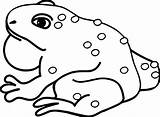 Toad Amphibian Bullfrog Wecoloringpage sketch template