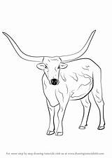 Longhorn Cattle Draw Step Drawing Animals Drawingtutorials101 Drawings Cow Coloring Farm Steer Horse Longhorns Bull Tutorials Pages Learn Horns sketch template
