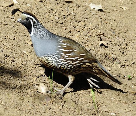 quail  world bing images birds animals zoology vertebrates animales animaux