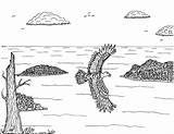 Bald Alaska Eagle Over Southeast Flying Robin Coloring Pages Great sketch template