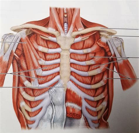 chest muscles labeled anatomy