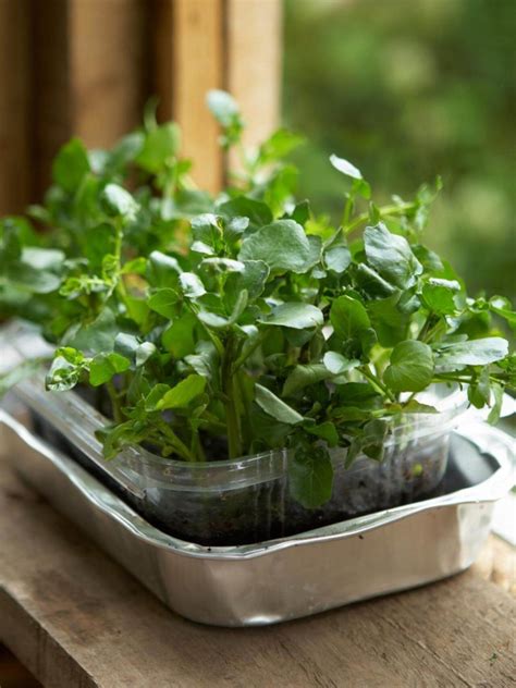 grow watercress plant instructions