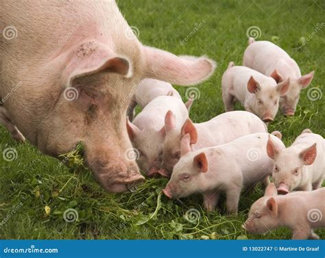 het eten van varkens stock afbeelding image  baby