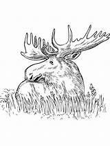 Moose Alce Elch Deer Getdrawings Gaddynippercrayons Pisani Entitlementtrap Supercoloring Printmania sketch template