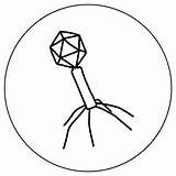 Viruses Coloring Bacteriophage Book Online Microbiology Microbes Scavenger Hunt Amnh sketch template