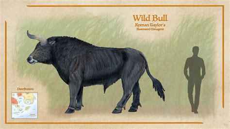 wild bull aurochs  illustratedmenagerie  deviantart