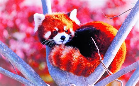 edit   red panda red panda cute red panda cute animals