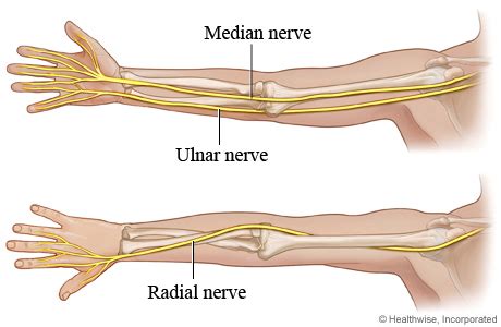 main nerves   arm