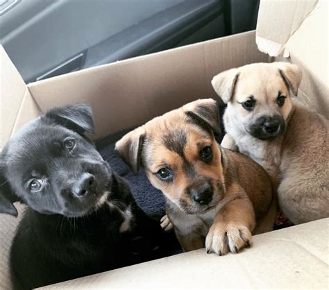 adoption staten islander rescues  puppies  puerto rico