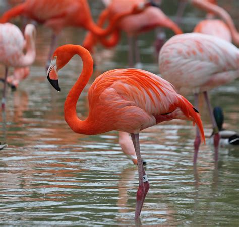 pictures  information  american flamingo