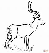 Impala Coloring Antelope Pages African Drawing sketch template