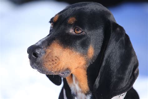 black  tan coonhound dog breed characteristics care