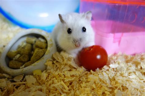 hamster supplies      pet hamster checklist