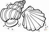 Coloriage Conchas Kolorowanka Muszle Coquillage Ausmalbilder Muszelki Kolorowanki Coquillages Wakacje Conchiglie Schelpen Morza Zee Druku Aimable Przedszkole Muscheln Colorare Shells sketch template