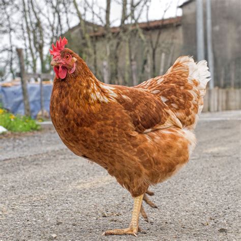 Rhode Island Red Chickens Heritage Poultry Breeds