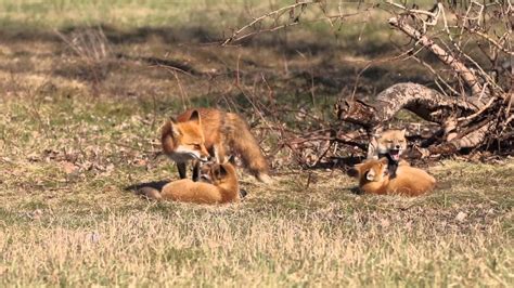fox family spring  youtube