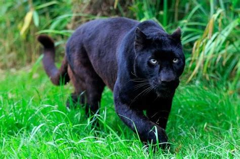 Panther Vs Jaguar What Are The Differences Differencecamp