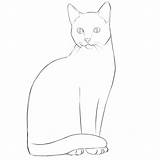 Cat Drawingforall sketch template