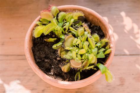 venus fly trap plant care  growing guide