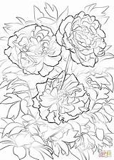 Coloring Peony Moutan Tree Pages Colorier Coloriage Printable Pivoine Supercoloring Fleur Drawing Dessin Imprimer Mandala Coloriages Depuis Enregistrée sketch template