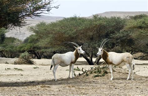 herbivorous antelope oryx oryx leucoryx stock image image  acacia goat