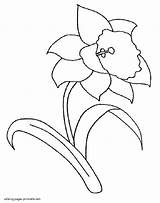 Coloring Pages Daffodils sketch template