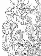 Flowers Coloring Pages Flower Printable Color Adult Cute Colouring Presence αποθηκεύτηκε από sketch template