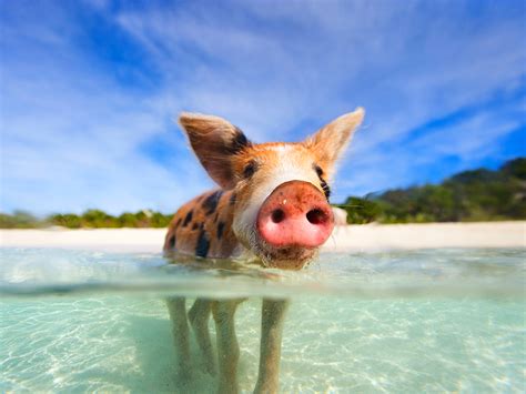 small pig swimming   ocean   tongue sticking