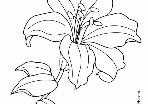 lily flower  drawing  getdrawings
