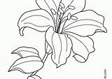 Lilies Stargazer Getdrawings Hibiscus Monet sketch template