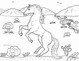 Cavalo Cavalos Onlinecursosgratuitos Baixar Cursos Gratuitos Selvagens Aqui sketch template