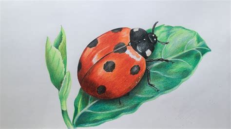 ladybug drawing  color pencils realistic ladybug drawing faber