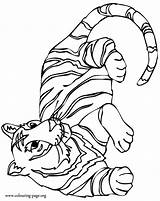 Tigers Resting Animal Cub Coloringhome sketch template