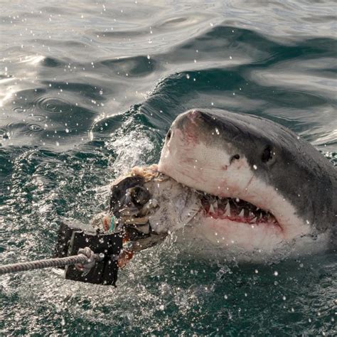 latest shark week news discovery