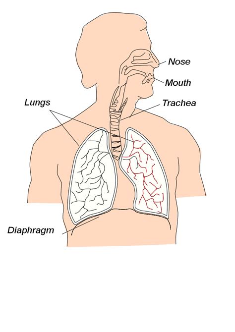 file respiratory system svg psychology wiki fandom