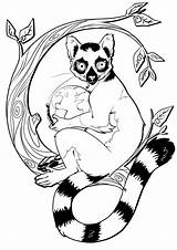 Lemur Coloring Pages Cute Animals Crocodile Owls Coloringbay sketch template
