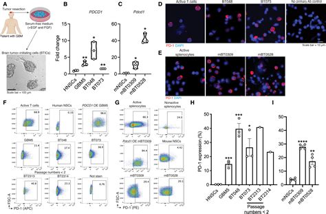 pd  independent  pd  ligation promotes glioblastoma growth   nfkb pathway